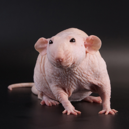 ONRB S2Ep1: Ben's a Naked Mole Rat and You Should Too!